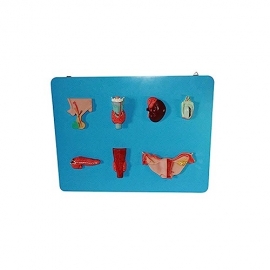 School Lab Human Endocrine System Model